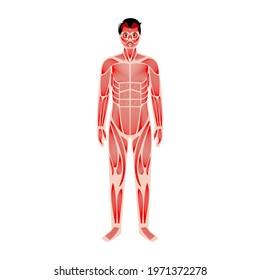 Human muscular system anatomical poster. Structure of muscle groups and ligaments of men in front view. Arms, legs and chest. Workout and strong male body concept. Medical flat vector illustration.