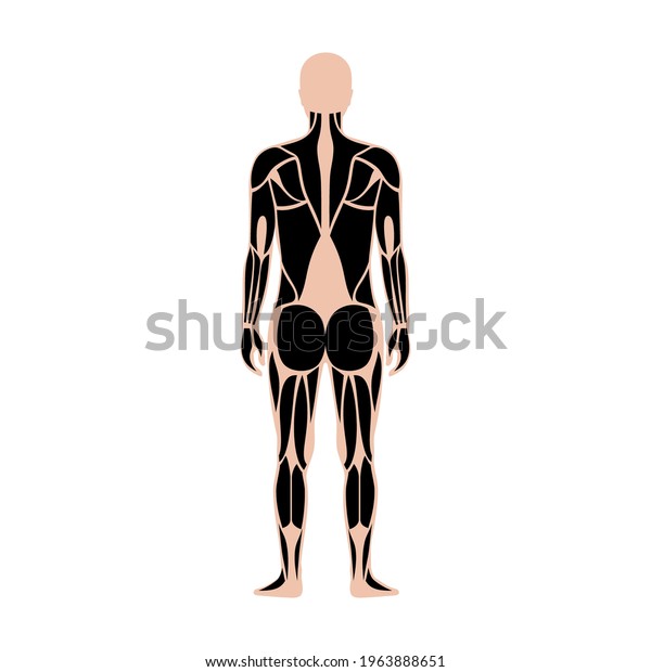 Human Muscular System Anatomical Poster Structure Stock Vector Royalty Free