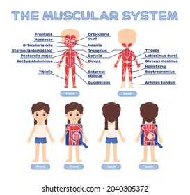 Human Muscular System in Cartoon Style for Children. Beautiful Girl and Study of Muscles for Biology, Anatomy Lesson. Names of Muscles. Front Back View. White background. Vector Color Illustration