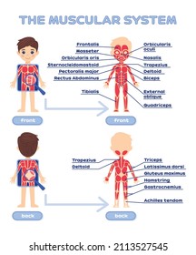 Menschliches Muskelsystem mit einer Beschreibung. Vorder- und Rückseite. Arbeitsblatt für Anatomie und Biologie. Poster. Druckbar. Cartoon-Stil. Weißer Hintergrund. Vektorbild für Bildung mit Kindern.