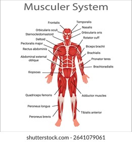 Human muscular system. Healthcare and Medical education drawing chart of Human Mascular System anatomy for Science Biology study. Human muscular system infographic anatomical poster. 19