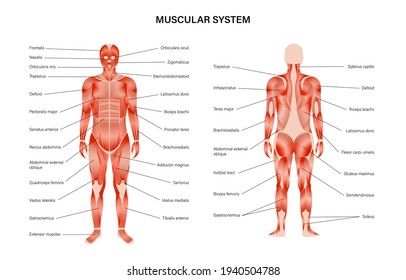 Human muscular system infographic anatomical poster. Structure of muscle groups of men in front and back view. Biceps, trapezius and triceps. Deltoid and adductor, bodybuilding vector illustration