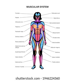 Human muscular system infographic anatomical poster. Structure of muscle groups of women in front view. Biceps, trapezius, abs and triceps. Deltoid and adductor, bodybuilding flat vector illustration