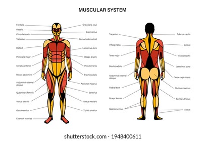 Human muscular system infographic anatomical poster. Structure of muscle groups of men in front and back view. Biceps, trapezius and triceps. Deltoid and adductor, bodybuilding vector illustration