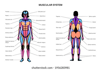 Human muscular system infographic anatomical poster. Structure of muscle groups of women in front and back view. Biceps, trapezius and triceps. Deltoid and adductor, bodybuilding vector illustration