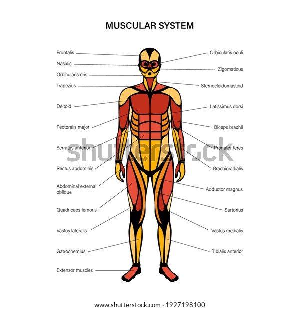 Human Muscular System Infographic Anatomical Poster Structure Of Muscle Groups Of Men In Front