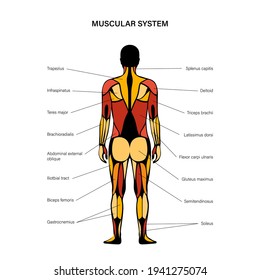 Human Muscular System Infographic Poster Structure Stock Vector ...