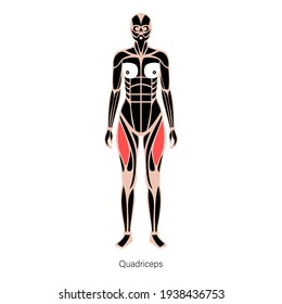 Human muscular system infographic and quadriceps diagram. Structure of muscle map of adult women. Bodybuilding, workout, strong female body concept. Anatomical poster Isolated flat vector illustration