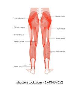 Menschliches Muskelsystem der Beine in der Rückansicht. Gluteus medius, Gluteus maximus gastrocnemius und andere Muskeln. Anatomisches medizinisches Poster für die Klinik. Karosserie und starke Vektorgrafik