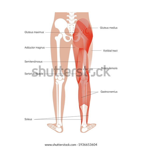 Human muscular system of legs in back view.\
Gluteus medius, gluteus maximus gastrocnemius and other muscles.\
Pelvis, leg and hip bones skeleton poster. Bodybuilding and strong\
body vector illustration