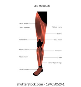 Sistema muscular humano de piernas en la vista frontal. Cuadriceps y músculos de los magnus de los aductores. Intermedius, medialis y lateralis vastus. Afiche anatómico. Construcción de cuerpos e ilustración del vector de cuerpo fuerte
