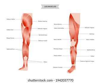 Human muscular system of legs in front and back view. Gluteus medius, gluteus maximus, quadriceps and other muscles. Anatomical poster for clinic. Bodybuilding and strong body vector illustration