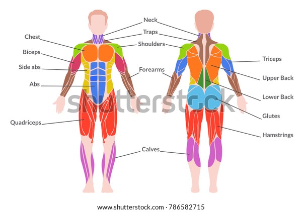 人間の筋肉系 骨格筋 滑らかな筋肉 心筋肉と文字の色で構成される男性器官系の医療ポスター 白い背景にベクターフラットスタイルの漫画イラスト のベクター画像素材 ロイヤリティフリー