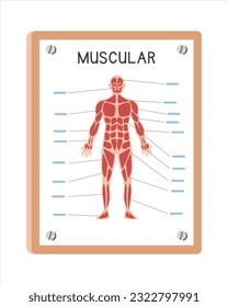 Human muscular system poster clipart cartoon style, vector design. Use in hospital or clinic wall poster cartoon concept. Muscular system diagram cartoon style. Hospital and clinic department concept