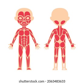 Sistema Muscular Humano. Esquema y plantilla para anatomía, lección de biología. Vista frontal y trasera. Educación para los niños pequeños. Estilo sencillo de dibujos animados planos. Fondo blanco. Imagen para diseño médico. Vector.