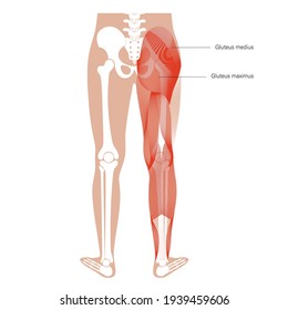 Human muscular system and skeleton anatomical poster. Gluteus medius, gluteus maximus and leg muscles in male body. Structure of muscle groups in back view. Bodybuilding, workout vector illustration