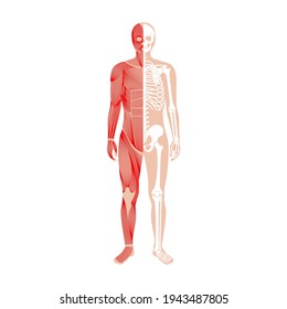 Human muscular system and skeleton anatomical poster. Structure of muscle groups and bones of men in front view. Arms, legs and chest. Workout and strong male body isolated vector illustration.