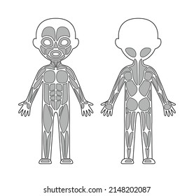 Human Muscular System. Template for Children. Front Back view. Black White color. Contour Line style. Image for Anatomy and Biology Lesson. White background. Vector illustration for Education Design.