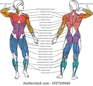 Anatomy Images, Stock Photos & Vectors | Shutterstock