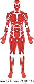  Human muscular system vector illustration with full body muscles anterior view anatomy medical diagram design.