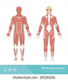 The human muscular system vector illustration, front and rear view