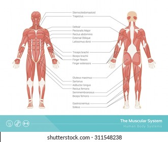 The human muscular system vector illustration, front and rear view