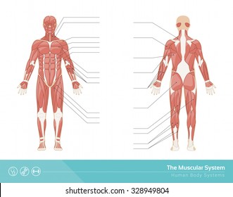 The human muscular system vector illustration, front and rear view