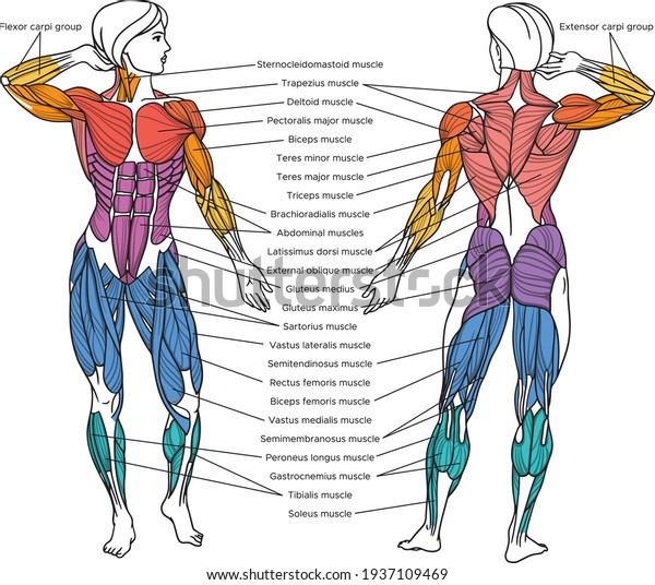 Human muscular system vector\
illustration with English captions, muscles of the human body\
picture