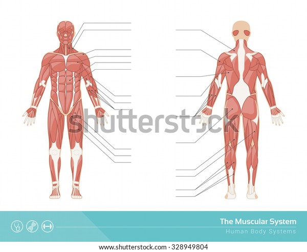 The human muscular system vector illustration, front and rear view