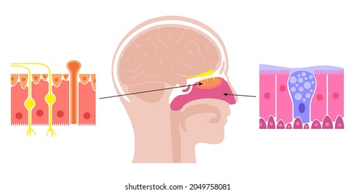 Human Nasal Cavity Anatomical Poster. Olfactory Nerve, Respiratory Epithelium, Smell Receptors And Fibres. Sensory Organs Of The Respiratory System. Medical Vector Illustration For Clinic Or Education