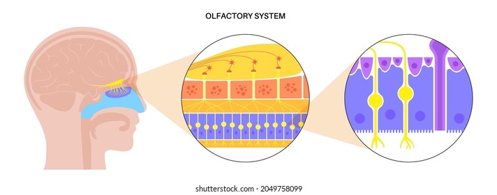 Human nasal cavity anatomical poster. Olfactory nerve, respiratory epithelium, smell receptors and fibres. Sensory organs of the respiratory system. Medical vector illustration for clinic or education