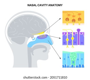 Human Nasal Cavity Anatomical Poster. Olfactory Nerve, Respiratory Epithelium, Smell Receptors And Fibres. Sensory Organs Of The Respiratory System. Medical Vector Illustration For Clinic Or Education