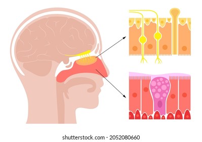 Human Nasal Cavity Anatomical Poster. Olfactory Nerve, Respiratory Epithelium, Smell Receptors And Fibres. Sensory Organs Of The Respiratory System. Medical Vector Illustration For Clinic Or Education