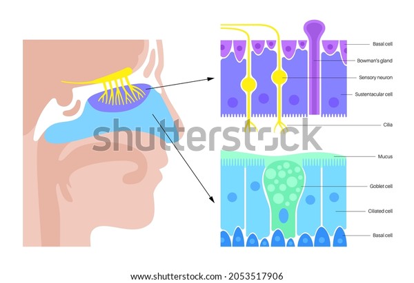 Human nasal cavity anatomical poster. Olfactory\
nerve, respiratory epithelium, smell receptors and fibres. Sensory\
organs of the respiratory system. Medical vector illustration for\
clinic or education