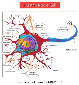 Human Nerve Cell.