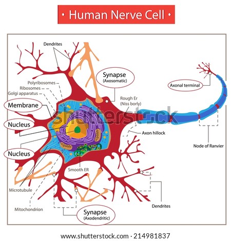 Human Nerve Cell Stock Vector (Royalty Free) 214981837 - Shutterstock