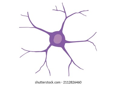 Human nerve cell. Illustration about the biology of human brain cell.