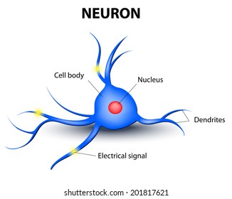 Human Nerve Cell On A White Background