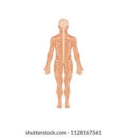 Human nervous system, anatomy of human body vector Illustration on a white background