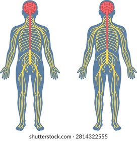 Human nervous system and brain anatomical representation with neurology peripheral medicine clinical educational illustration research biomedical neurological physiology education