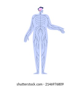 Human nervous system with brain, cerebellum, spinal cord and nerves network scheme. Internal anatomy neural structure of CNS chart. Flat graphic vector illustration isolated on white background