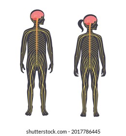 Human Nervous System, In Child Silhouette. Network Of Nerves CNS And PNS Systems. Cerebellum, Brain And Spinal Cord Conducts Impulses To Body Parts. Sensory Receptors Medical Flat Vector Illustration.