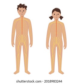 Human Nervous System, In Child Silhouette. Network Of Nerves CNS And PNS Systems. Cerebellum, Brain And Spinal Cord Conducts Impulses To Body Parts. Sensory Receptors Medical Flat Vector Illustration.