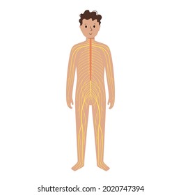 Human Nervous System, In Child Silhouette. Network Of Nerves CNS And PNS Systems. Cerebellum, Brain And Spinal Cord Conducts Impulses To Body Parts. Sensory Receptors Medical Flat Vector Illustration.