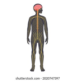 Human Nervous System, In Child Silhouette. Network Of Nerves CNS And PNS Systems. Cerebellum, Brain And Spinal Cord Conducts Impulses To Body Parts. Sensory Receptors Medical Flat Vector Illustration.