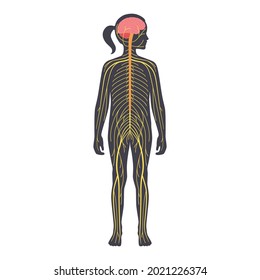 Human Nervous System, In Child Silhouette. Network Of Nerves CNS And PNS Systems. Cerebellum, Brain And Spinal Cord Conducts Impulses To Body Parts. Sensory Receptors Medical Flat Vector Illustration.