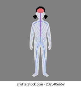 Human Nervous System, In Child Silhouette. Network Of Nerves CNS And PNS Systems. Cerebellum, Brain And Spinal Cord Conducts Impulses To Body Parts. Sensory Receptors Medical Flat Vector Illustration.