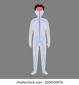 Human Nervous System, In Child Silhouette. Network Of Nerves CNS And PNS Systems. Cerebellum, Brain And Spinal Cord Conducts Impulses To Body Parts. Sensory Receptors Medical Flat Vector Illustration.