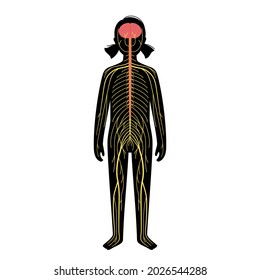 Human Nervous System, In Child Silhouette. Network Of Nerves CNS And PNS Systems. Cerebellum, Brain And Spinal Cord Conducts Impulses To Body Parts. Sensory Receptors Medical Flat Vector Illustration.