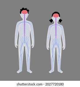 Human Nervous System, In Child Silhouette. Network Of Nerves CNS And PNS Systems. Cerebellum, Brain And Spinal Cord Conducts Impulses To Body Parts. Sensory Receptors Medical Flat Vector Illustration.